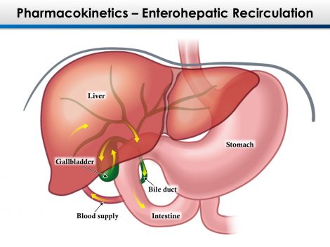 Enterohepatic Recirculation